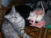 Ідея для бренду наповнювача для котячих туалетів — "Коту під хвіст": смішні жарти про домашніх вихованців