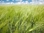 USDA: Прогноз урожая зерна в Украине снижен до 44 млн т