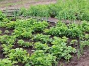 Красивые грядки на даче своими руками: фото примеры и необычные решения (Фото)