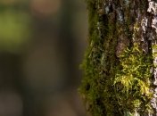 Чем удалить мох на деревьях