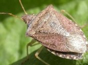 Грузия готовится к нашествию мраморных клопов