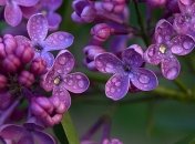 Погода 9 мая: в Украине будет прохладно и продолжатся дожди