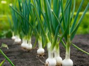 Лук может чернеть из-за неправильного ухода (изображение создано с помощью ИИ)