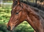 14-летняя девочка умерла от удара испуганного коня 