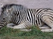 Биологи рассказали, как животные выбирают позу для отдыха (Фото)