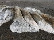 На побережье Камчатки нашли неизвестное существо 