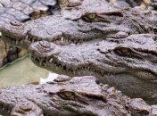 Сотни крокодилов сбежали с фермы на юге Вьетнама