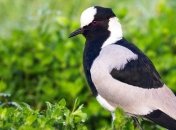 Приметы и обряды на 9 апреля – День Святой Матрены, Матрена Настовница