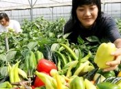 Перец снижает риск развития опухолей