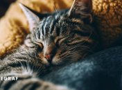 Кошки – это настоящие магические создания