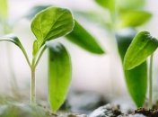 "Глобальний голод": вчені змоделювали наслідки ядерної війни