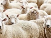 Москаль: Боевики расстреляли отару овец