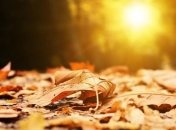 Прогноз погоды в Украине на 23 ноября: местами ожидаются дожди и мокрый снег