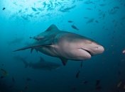 Бычья тупорылая акула