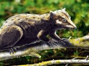 Обнаружен удивительный факт о предке всех млекопитающих