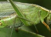 Недостающее звено в эволюции насекомых