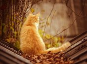 15 октября. Приметы дня