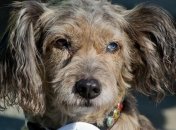 Собаки способны различить близнецов по запаху