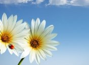 Обои из Windows 8 попали в интернет