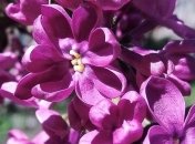 Прогноз погоды на 1 мая в Украине: тепло, местами возможны дожди