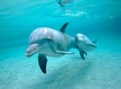 Ученые сделали неожиданное открытие о дельфинах