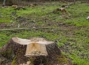 Не только в Киеве "мутные схемы": на Харьковщине масштабно вырубают лес (видео)