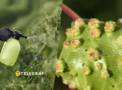 Как уничтожить тлю на участке