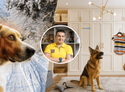 Павел Люлько, собаки