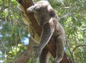 Найбільшу коалу вибрали в Австралії