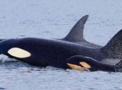 Ученые впервые наблюдали детоубийство у косаток