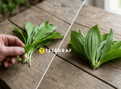 Черемша и чемерица