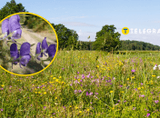 Растение аконит