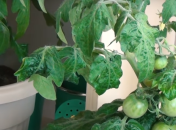 Томати чудово ростуть у горщиках