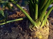 Один из самых полезных продуктов: причины включить в свой рацион сельдерей