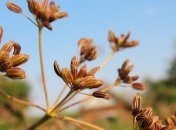 Тмин - эффективный жиросжигатель в вашей диете 