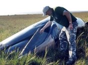 Необъяснимая находка: гигантский кит оказался посреди поля (Фото)