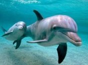 Неподалеку от берегов Крыма загадочно умирают птицы и морские обитатели: что известно