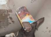 Спасение щенка/ Скриншот из видео