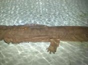 В пещере обнаружили исполинскую саламандру 