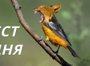 Сколько птиц Вы видите среди кошек? Личностный тест