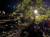 Во Львове сломавшееся из-за урагана дерево упало на парня и девушку - оба погибли на месте (фото)