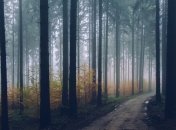 Тепло до +24° и туман: синоптики дали осенний прогноз на вторник