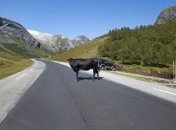 Сбитых животных теперь можно просто скушать