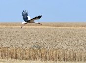 В Украине продолжает сокращаться сельхозпроизводство 