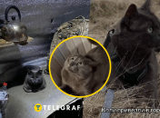 Колаж "Телеграфу"