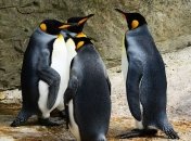 Королевские пингвины часто демонстрируют гомосексуальное поведение в неволе