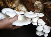 Украина увеличила экспорт грибов в 12 раз 