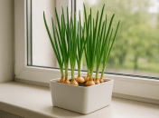 Зеленый лук