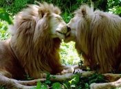 Львы перекрыли движение из-за навоза