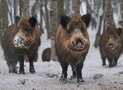 На датско-германской границе построят "антикабаний" забор